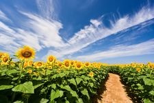 Tourist destination images of Kahokugata Reclamation Sunflower Village(3)