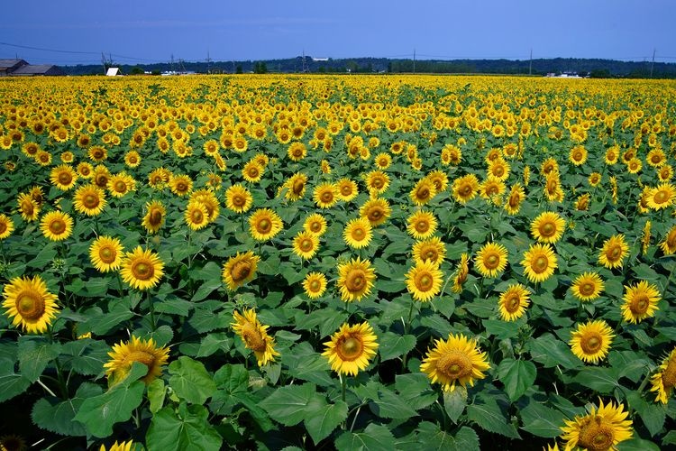 Kahokugata Reclamation Sunflower Village