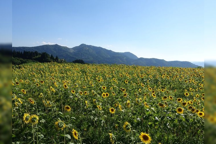 Minono Sunflower Village