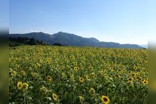 Tourist destination images of Minono Sunflower Village(1)