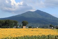 Tourist destination images of Minono Sunflower Village(2)