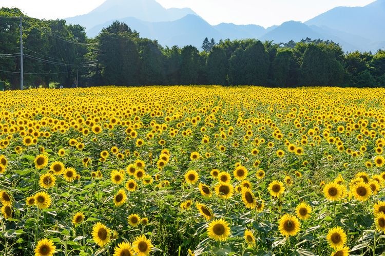 Enzan Himawari Park