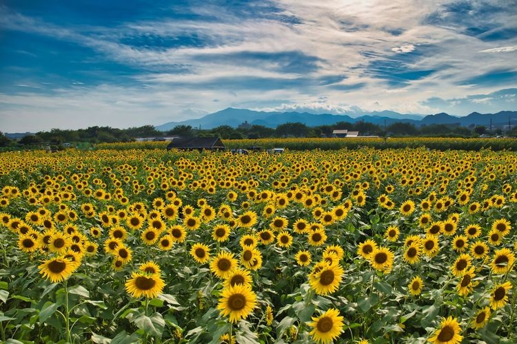 Zama Sunflower Field