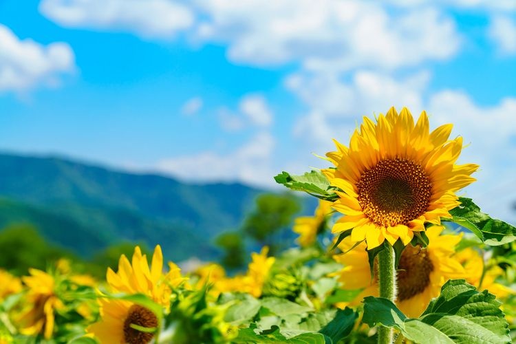 Hoonoki-daira Sky Sunflower Garden