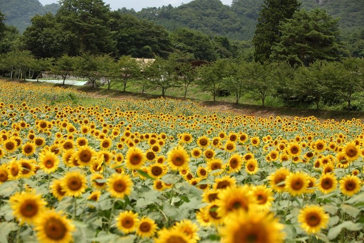 Oiwa Flower Garden