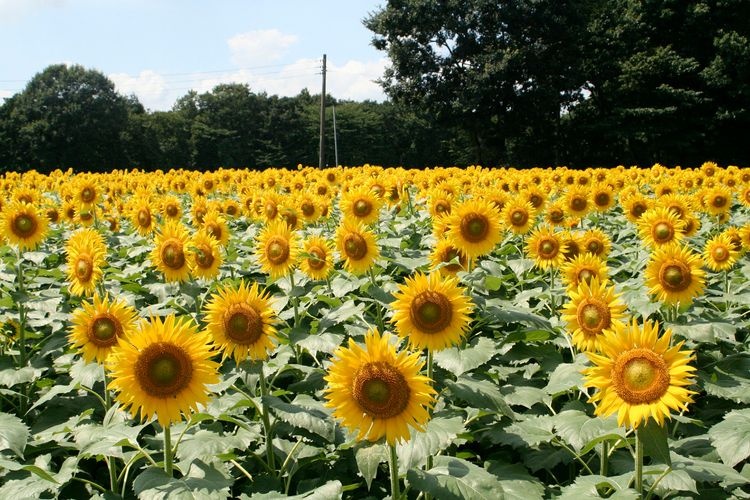 Kaminokawa Sunflower Field