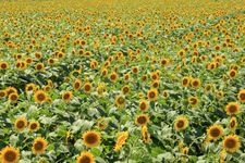 Tourist destination images of Nogi Sunflower Fields(1)