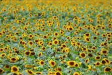 Tourist destination images of Nogi Sunflower Fields(1)