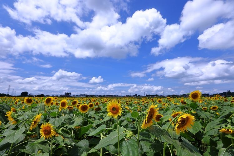 Tourist destination images of Nogi Sunflower Fields(3)