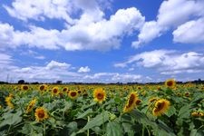 Tourist destination images of Nogi Sunflower Fields(3)