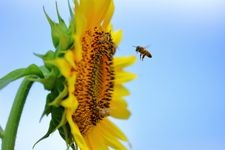Tourist destination images of Nogi Sunflower Fields(2)