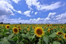 Tourist destination images of Nogi Sunflower Fields(2)