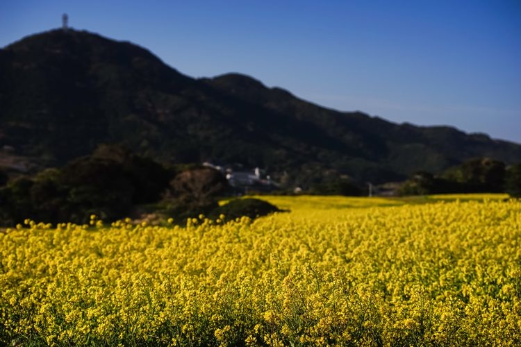 Tourist destination images of Uotsu-gasaki Park(3)