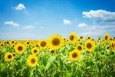 Tourist destination images of Sunflower Hill Park(2)