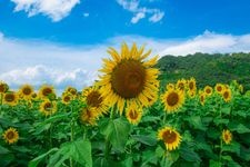 Tourist destination images of Michi-no-Eki Harukura Roadside Station(1)