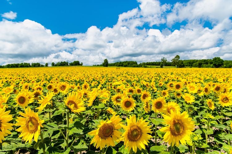 Osora Town Sunflower Fields