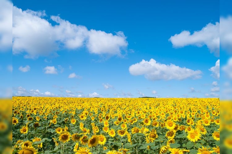 Tourist destination images of Palette no Oka (Palette Hill)(3)