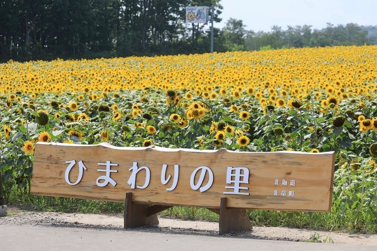 Hokuryu Sunflower Village