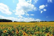 Tourist destination images of Hokuryu Sunflower Village(2)