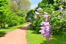 Tourist destination images of Hokkaido University Botanical Garden(1)