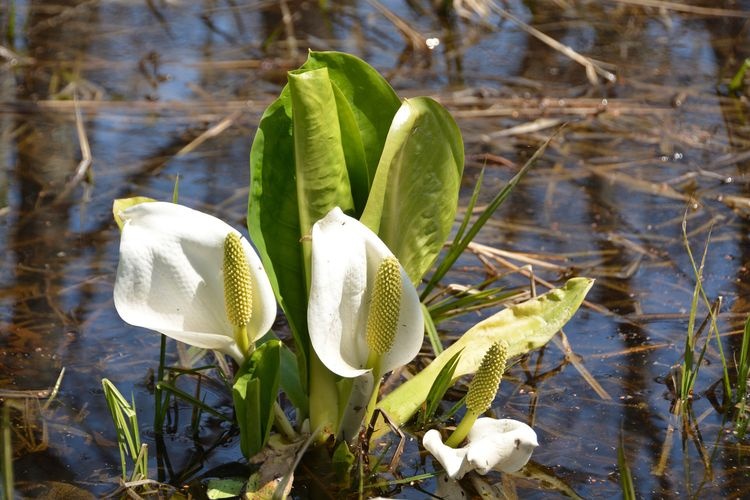 Makunbetsu Bog