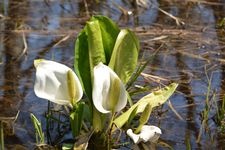 Tourist destination images of Makunbetsu Bog(1)