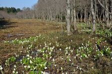 Tourist destination images of Tamanoki-hara Wetland(1)