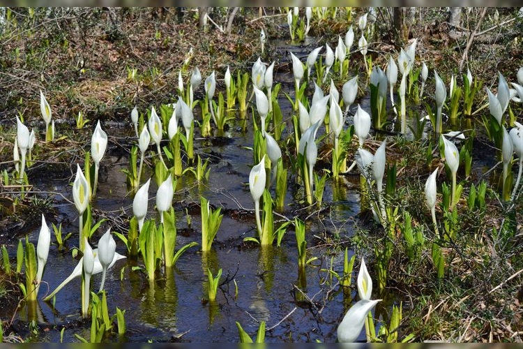 Skunk Cabbage Forest Park