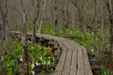 Tourist destination images of Skunk Cabbage Forest Park(2)