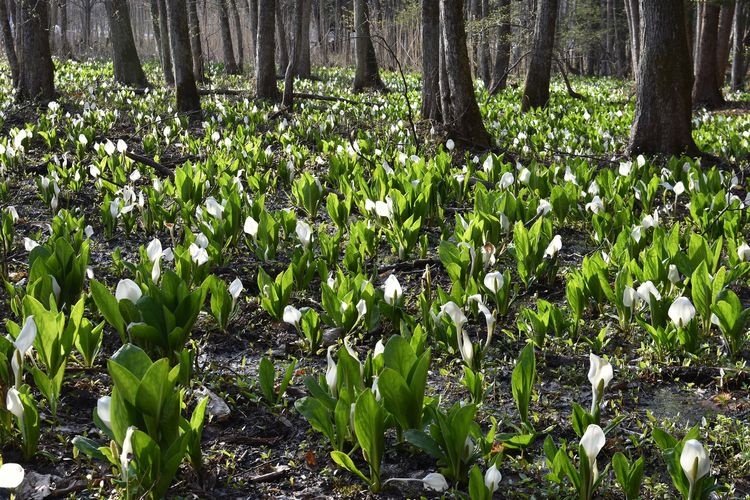 Maniu Shinada's Skunk Cabbage