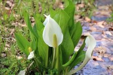 Tourist destination images of Maniu Shinada's Skunk Cabbage(2)