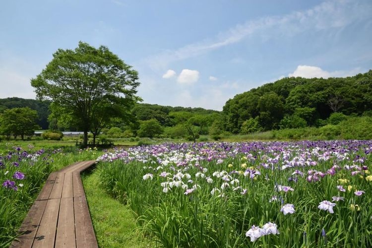 Nikko Kamisan'yo Aquatic Botanical Garden