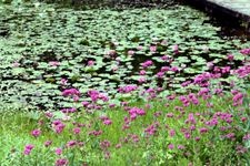 Tourist destination images of Nikko Kamisan'yo Aquatic Botanical Garden(1)