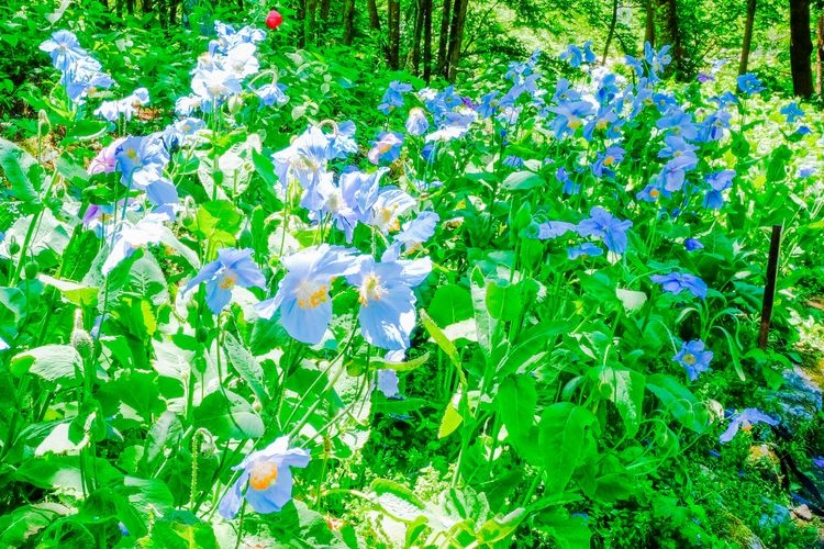 Tourist destination images of Nikko Kamisan'yo Aquatic Botanical Garden(2)