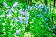 Tourist destination images of Nikko Kamisan'yo Aquatic Botanical Garden(2)