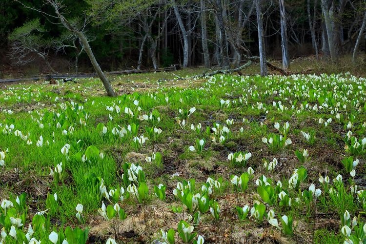 Koshomoto Skunk Cabbage Forest