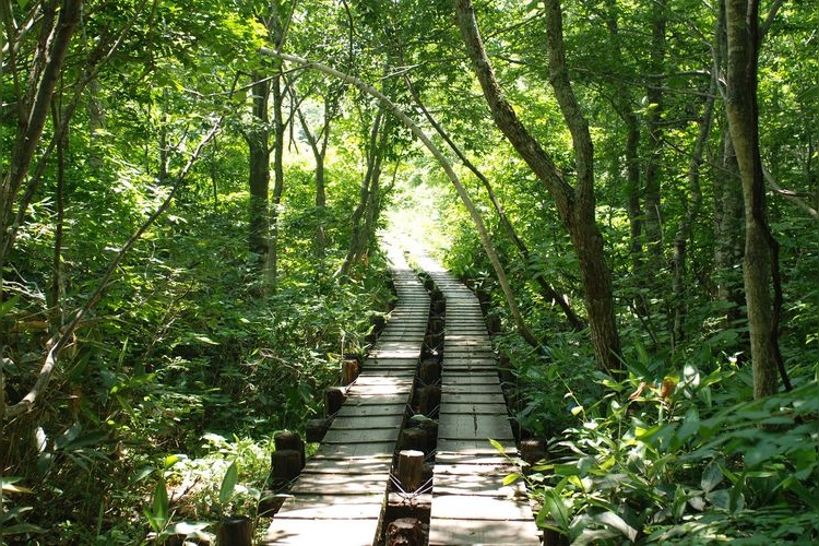 Tamahara Marshland