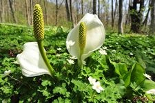 Tourist destination images of Mure Skunk Cabbage Garden(1)