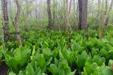 Tourist destination images of Mure Skunk Cabbage Garden(2)