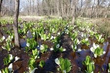 Tourist destination images of Mure Skunk Cabbage Garden(3)