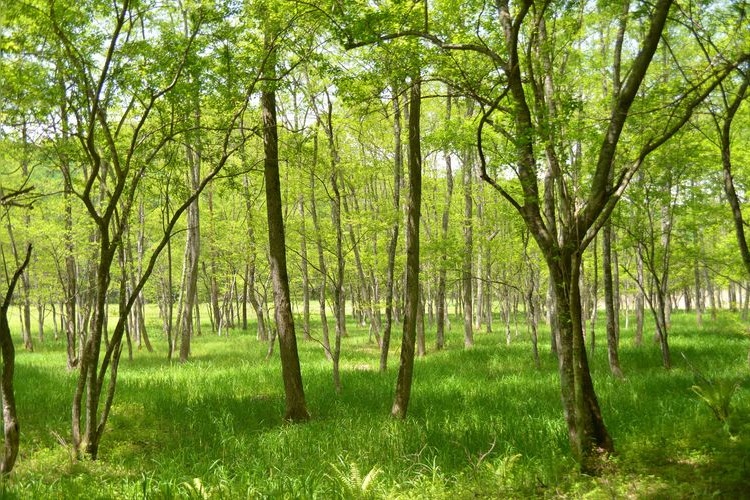 Iyari Wetland