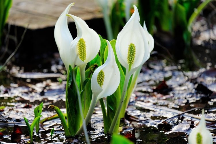 Skunk Cabbage Park