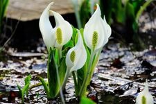 Tourist destination images of Skunk Cabbage Park(1)