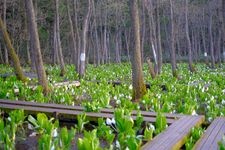 Tourist destination images of Skunk Cabbage Park(2)