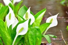 Tourist destination images of Skunk Cabbage Park(1)