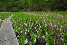 Tourist destination images of Nawagaike Pond(2)