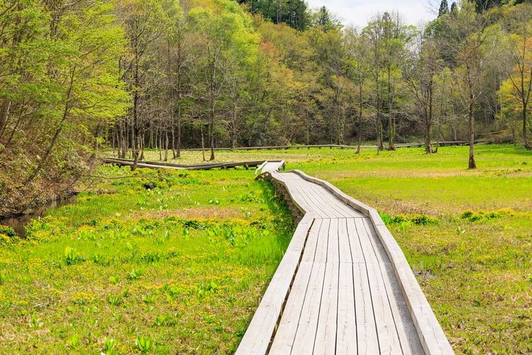 Ikegahara Marshland