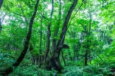 たじま高原植物園（瀞川平）の観光地画像(1)