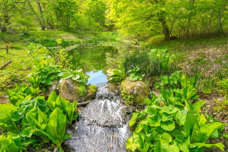 Tajima Kogen Botanical Garden (Torikawa Taira) 2