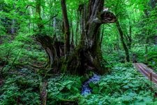 たじま高原植物園（瀞川平）の観光地画像(2)